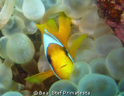 Amphiprion bicinctus by Bea & Stef Primatesta 